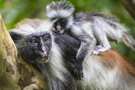 濒危桑给巴尔红猴(procolobuskirkii),乔扎尼森林,桑给巴尔照片
