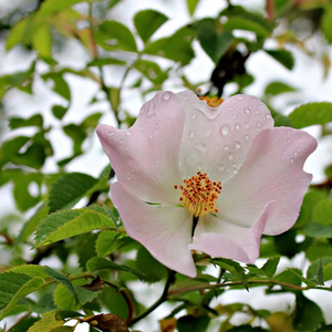 玫瑰果 花的 季节 雌蕊 花瓣 开花 雄蕊 领域 夏天 粉红色