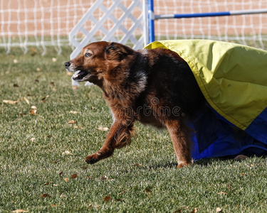 犬科动物 隧道 竞争 外部 繁殖 宠物 可爱的 运动 跳线