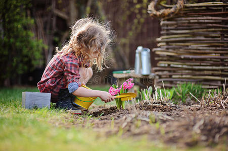 女孩在春天的花园里种风信子花