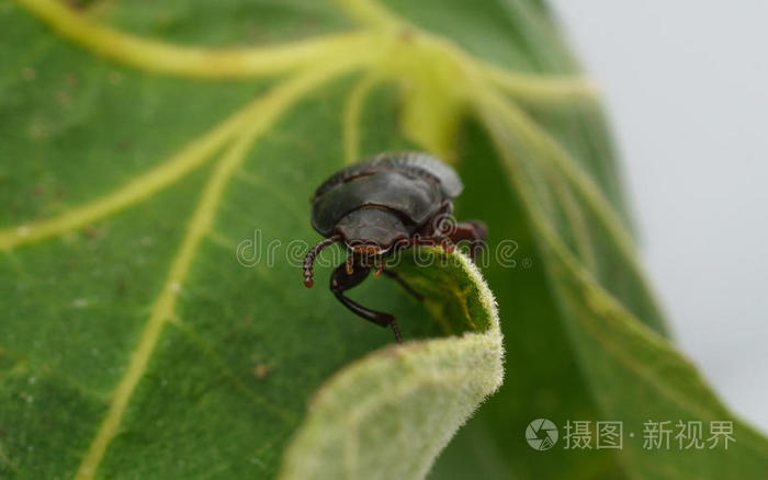 一种食虫甲虫