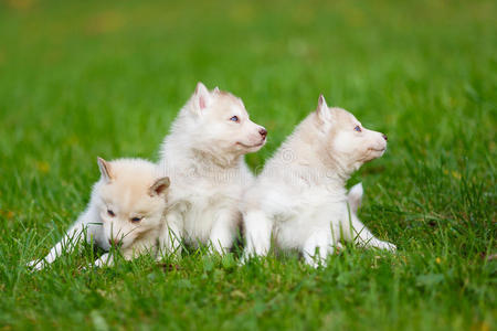 犬科动物 阿拉斯加 幼兽 毛皮 可爱的 漂亮的 动物 血统