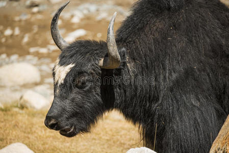 关闭喜马拉雅山上的野生牦牛。 印度拉达克