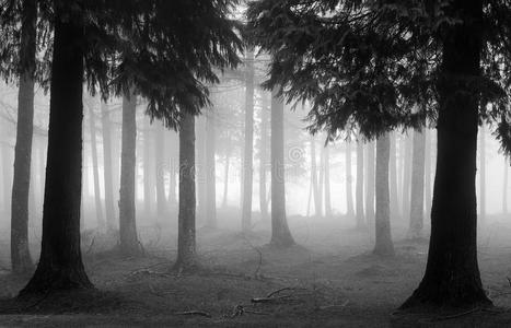 柏树柏树森林,雾黑白相间照片