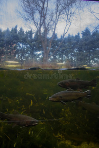 海的 布达佩斯 世界 乐趣 生活 水族馆 玻璃 动物 分离