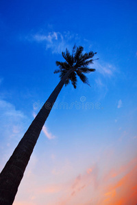 天空 夏季 苏梅岛 长的 风景 高的 黄昏 自然 季节 天堂