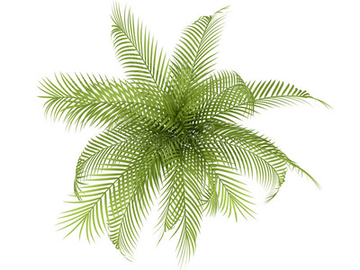 蕨类植物通图片