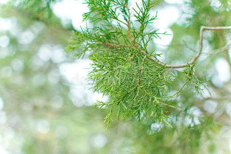 圣诞节 云杉 植物区系 阳光 分支 美丽的 太阳 秋天 植物