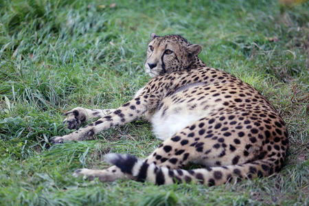 猎豹躺在绿色的草地上休息