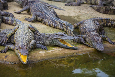 游泳 动物 愤怒 牙齿 权力 休息 规模 越南 鳄鱼 爬行动物