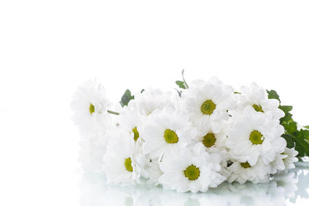 盛开的白色菊花