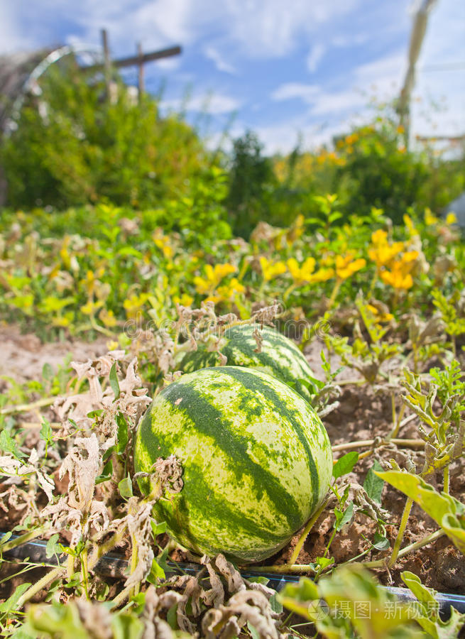 开花 场景 栽培 天空 西南 农场 蔬菜 美丽的 西瓜 生长