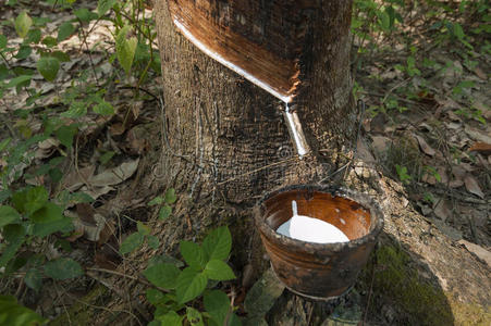 橡胶种植园图片