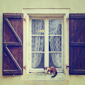 窗户上的猫