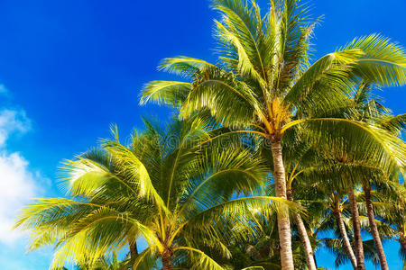求助 棕榈 海滩 椰子 风景 奢侈 目的地 放松 海岸线