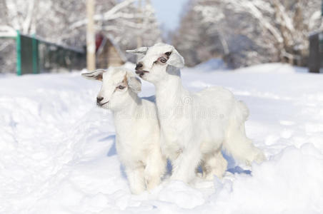 特写白色山羊在雪地上行走