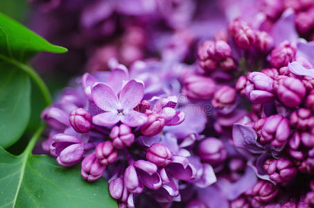 丁香花枝