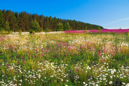 草坪 特写镜头 美丽的 丁香花 形象 风景 土地 颜色 领域