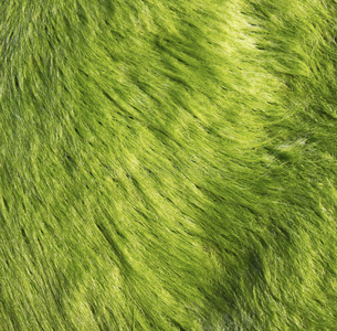美丽的 海的 地毯 特写镜头 颜色 墙纸 苔藓 环境 自然