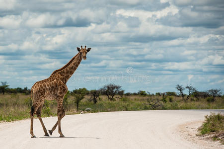 长颈鹿，纳米比亚，非洲