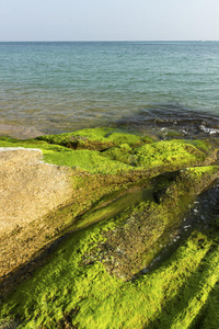 墙纸 天空 海藻 纹理 美丽的 颜色 海岸 岩石 植物区系