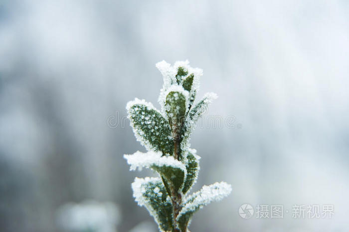 波基 寒冷的 冬天 苔藓 美丽的 春天