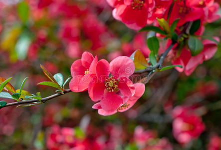 细枝 自然 樱花 分支 优雅 花瓣 花的 粉红色 日本人