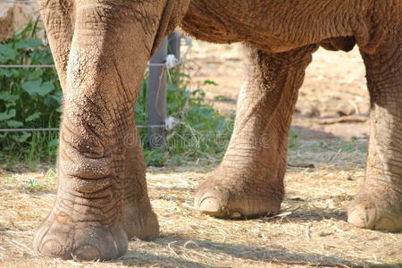 大象的腿像柱子图片