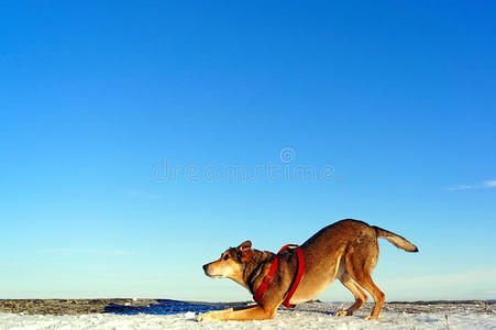 狗玩时间冬天散步