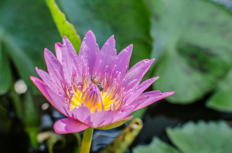 一种美丽的粉红色水花或莲花，在池塘里有蜜蜂