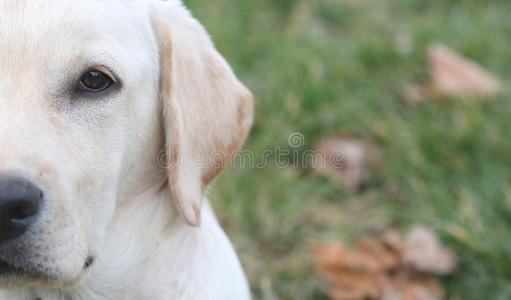 萨拉拉布拉多猎犬小狗的一半肖像