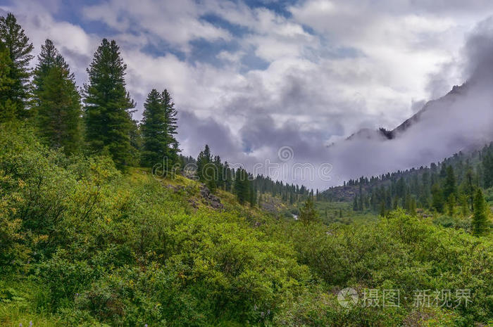 山谷中茂密的灌木丛