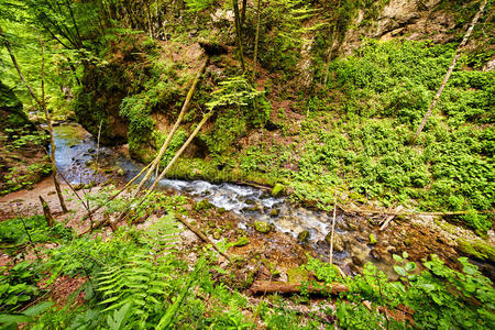 国家的 森林 自然 公园 喀尔巴阡山 小溪 郁郁葱葱 峡谷