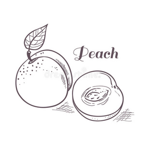 手绘轮廓桃子与切片照片