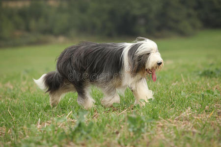 胡须牧羊犬在大自然中奔跑