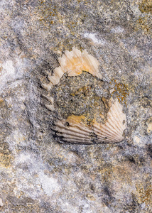 岩石海岸上的化石贝壳