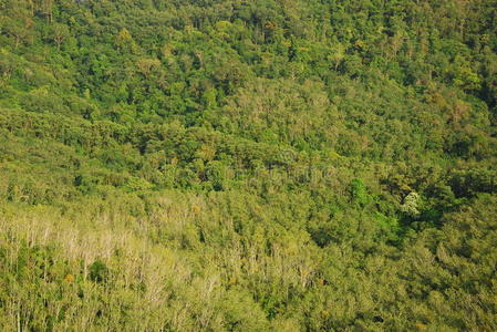 艺术 建造 佛陀 地面 鸠山 玻璃 花园 地板 亚洲 远的