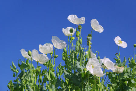 花瓣 框架 草地 浪漫的 天空 蓝色 孤立的