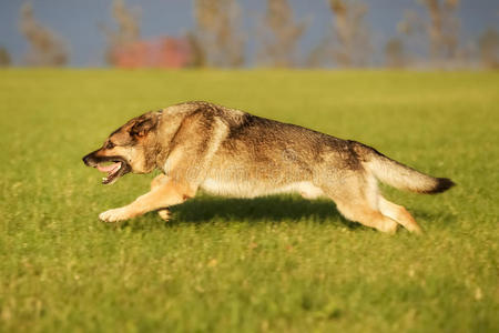 成年德国牧羊犬