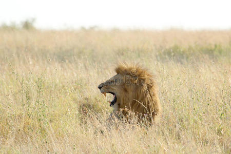 野猫 猫科动物 狮子 马赛 储备 非洲 动物 自然 野生动物