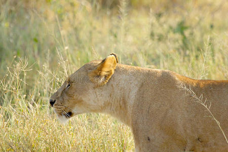 哺乳动物 狮子 草地 荒野 食肉动物 游猎 猫科动物 肯尼亚