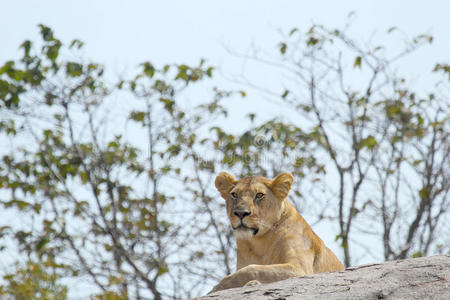 荒野 自然 野生动物 动物 食肉动物 猫科动物 岩石 非洲