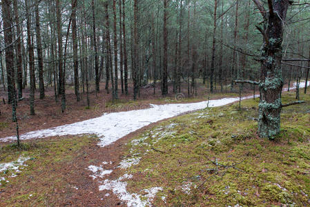 森林 轨道 步行 冷冰冰的 自然 冻结 保护 寒冷的 阴天