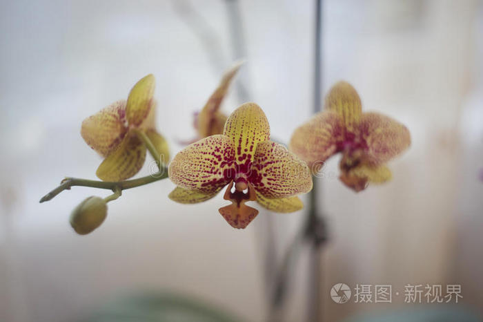 繁荣的 繁荣昌盛 植物学 艺术 特写镜头 花儿 颜色 勃艮第