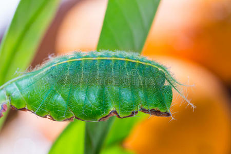 自然 生物 缺陷 男爵 野生动物 芒果 毛虫 动物群 腹部