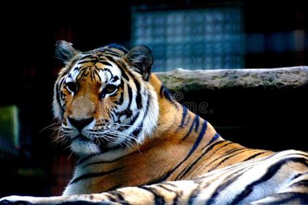 格达色老虎照片