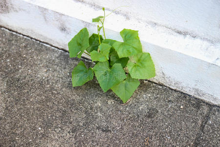 自然 生长 常春藤 生活 植物学 树叶 植物 蔬菜 夏天