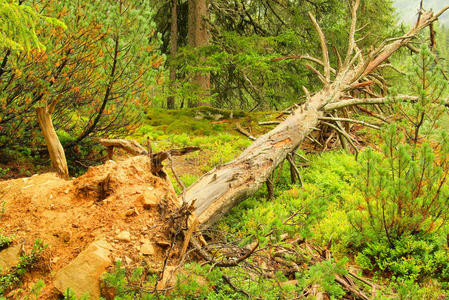 损害 树干 云杉 飓风 自然 森林 树皮 木材 暴风雨 破坏