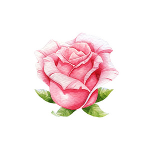 粉红色水彩玫瑰