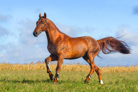 动物 母马 自由的 运动 行动 野马 活动 驰骋 飞驰 美丽的